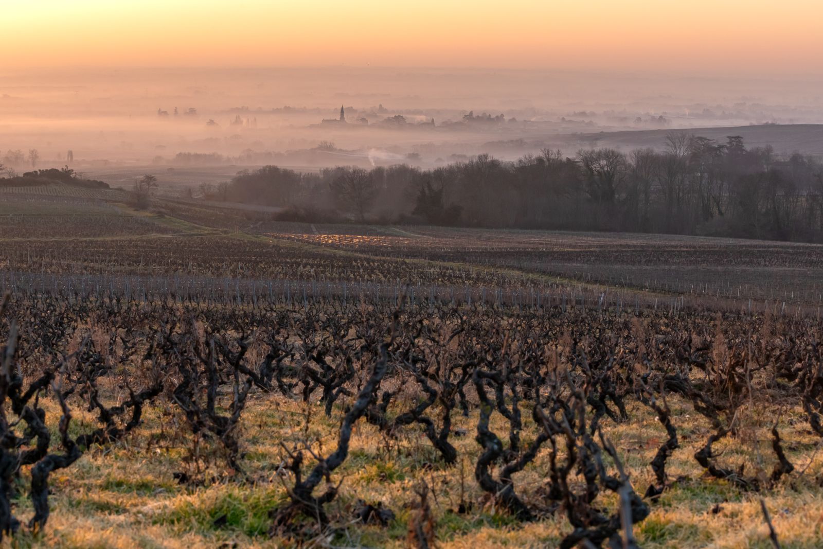Panoramic view across northern Beaujolais crus with terraced vines on pink-granite hillsides