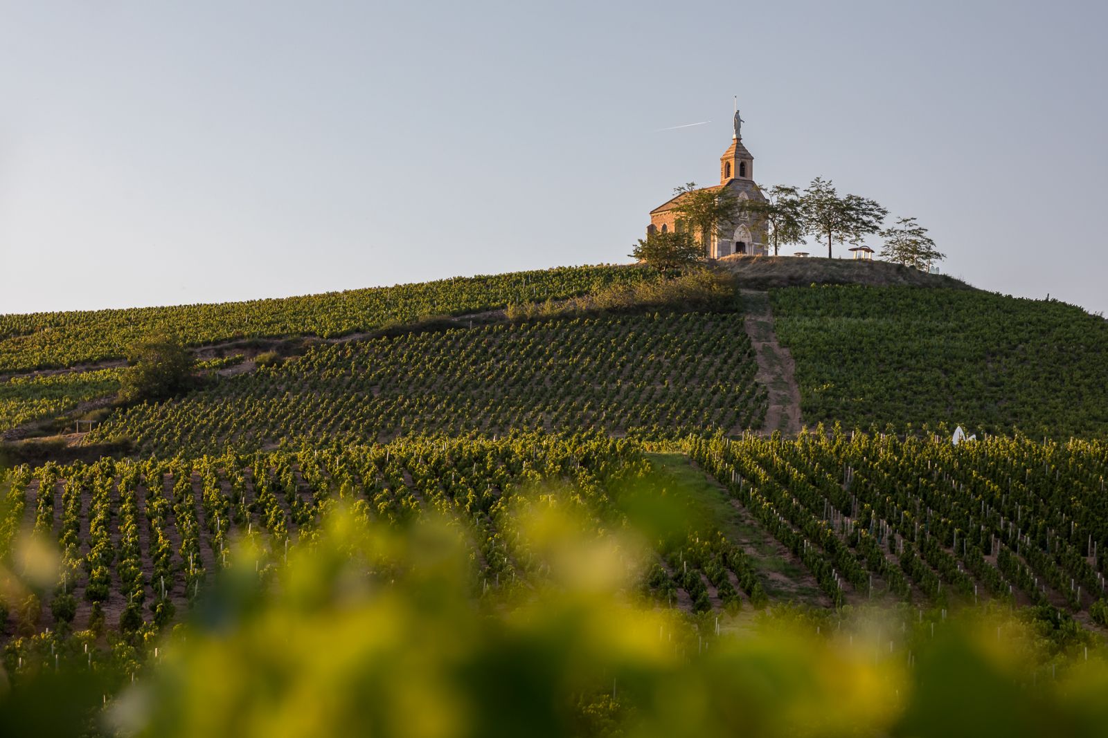 High-elevation Fleurie parcels on decomposed pink granite sands, source of delicate, intensely floral wines