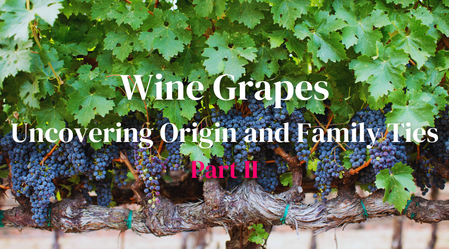 Wine Grapes: Uncovering Origin and Family Ties - Part II