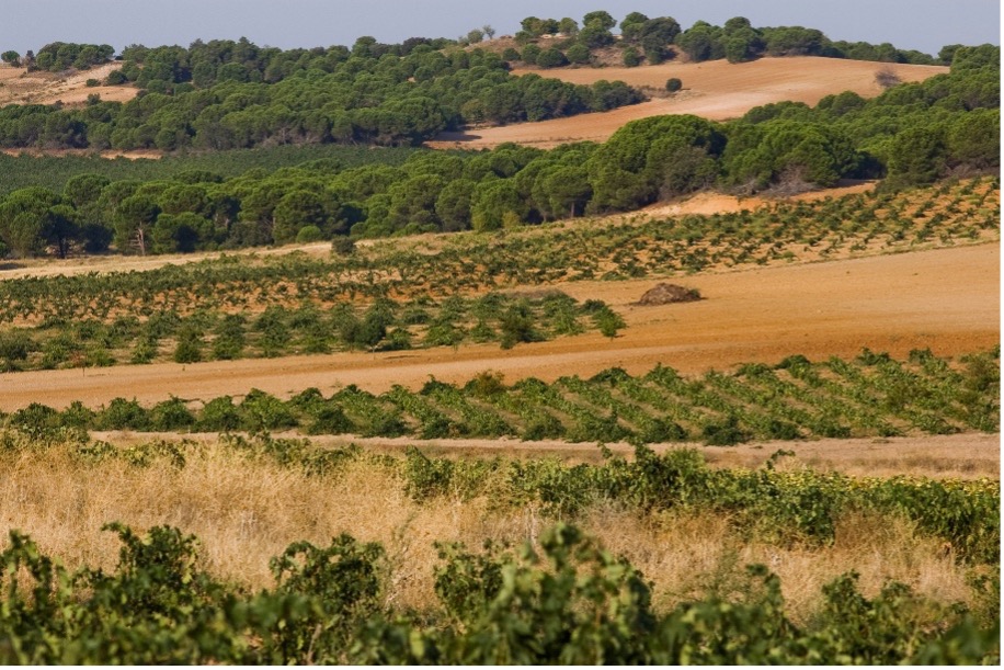 Landscape of DO Toro © ICEX/Juan Manuel Sanz
