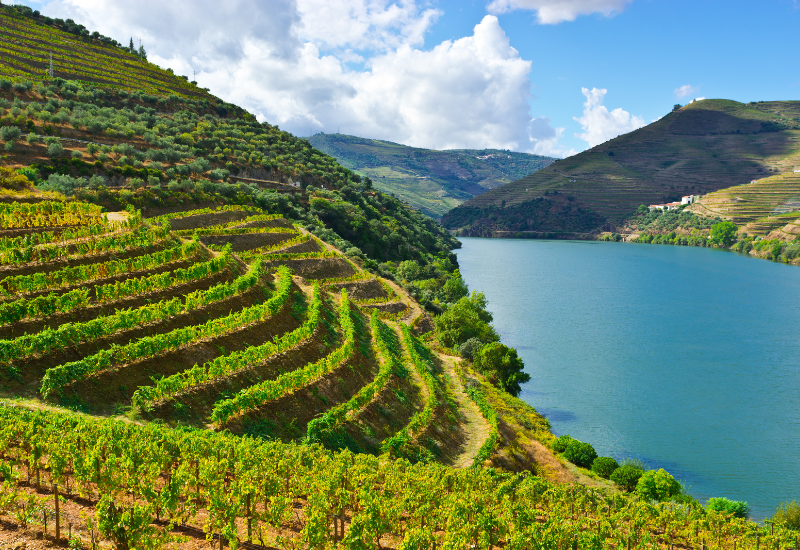 Niepoort - Quinta de Nápoles