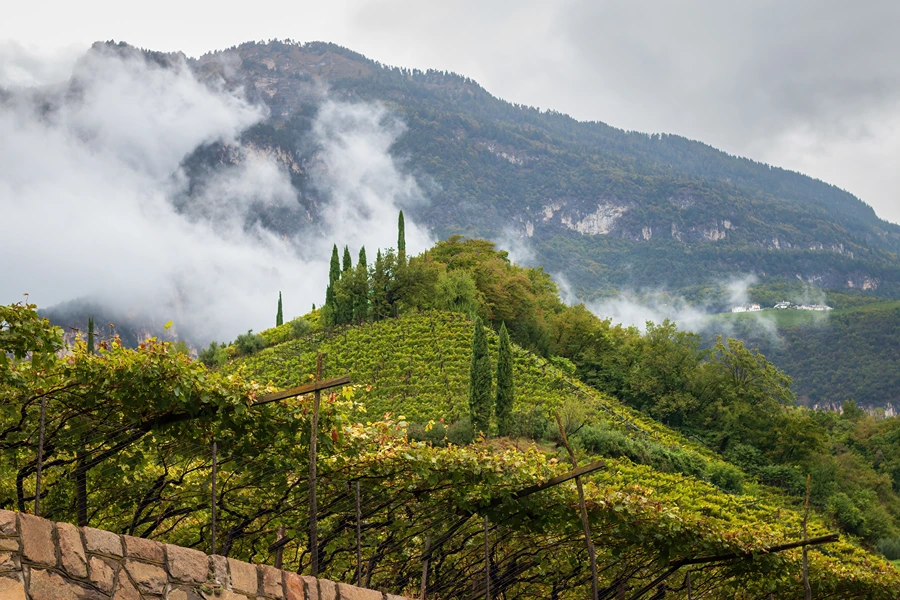 Franz Haas - Alto Adige DOC