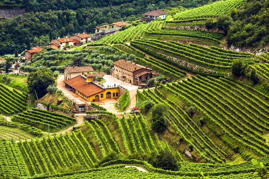 Masi - Valpolicella DOC & Amarone della Valpolicella DOC