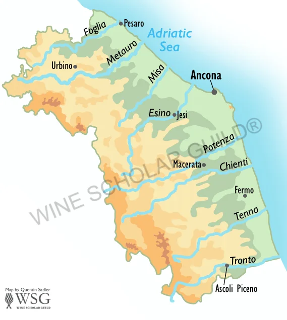 Marche Rivers  Wine Map by Wine Scholar Guild Marche rivers wine map showing DOC/DOCG vineyards along Esino, Metauro, and Tronto valleys.