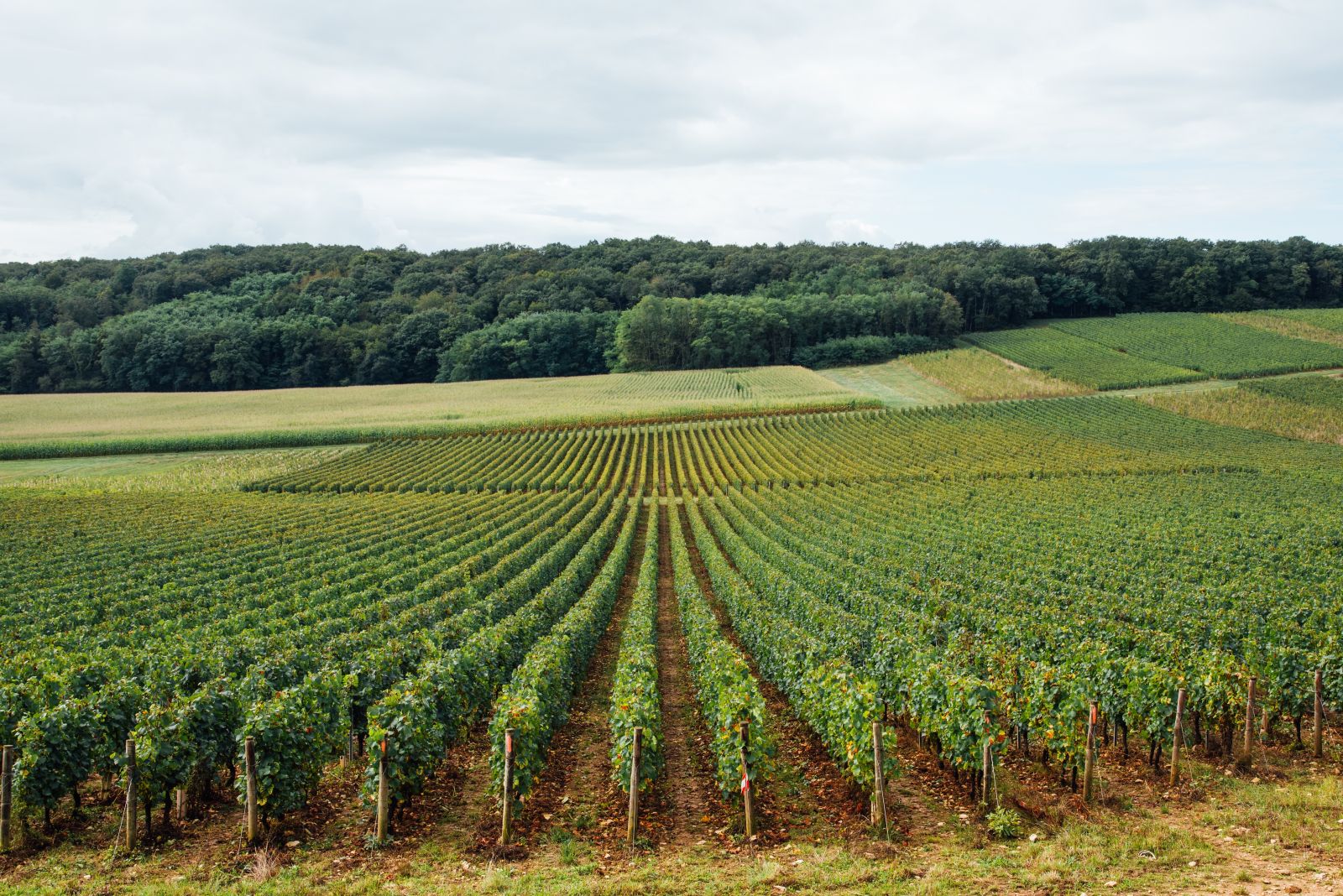 Domaine Chevrot 
