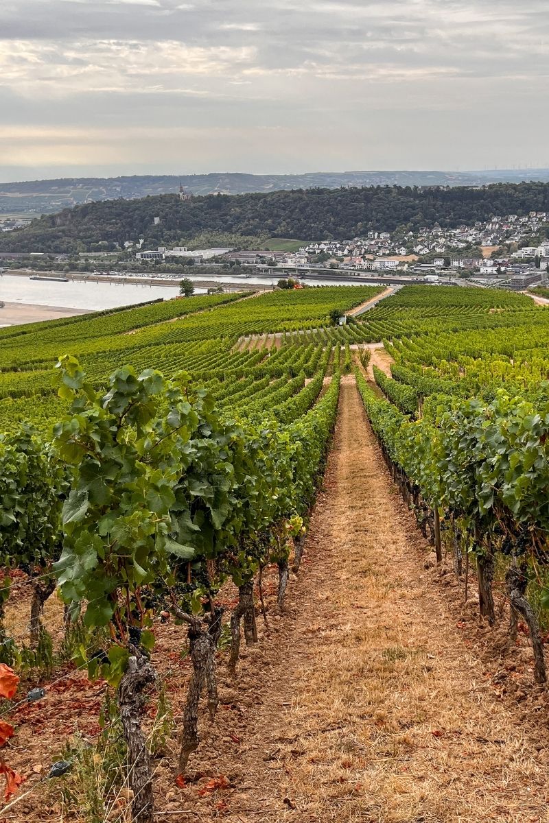 Champagne Louis Roederer