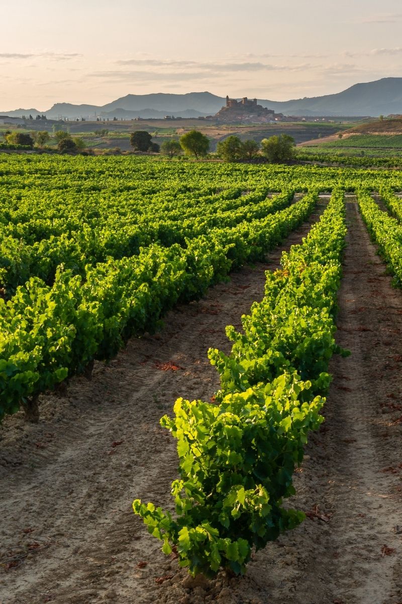 Bodegas Muga