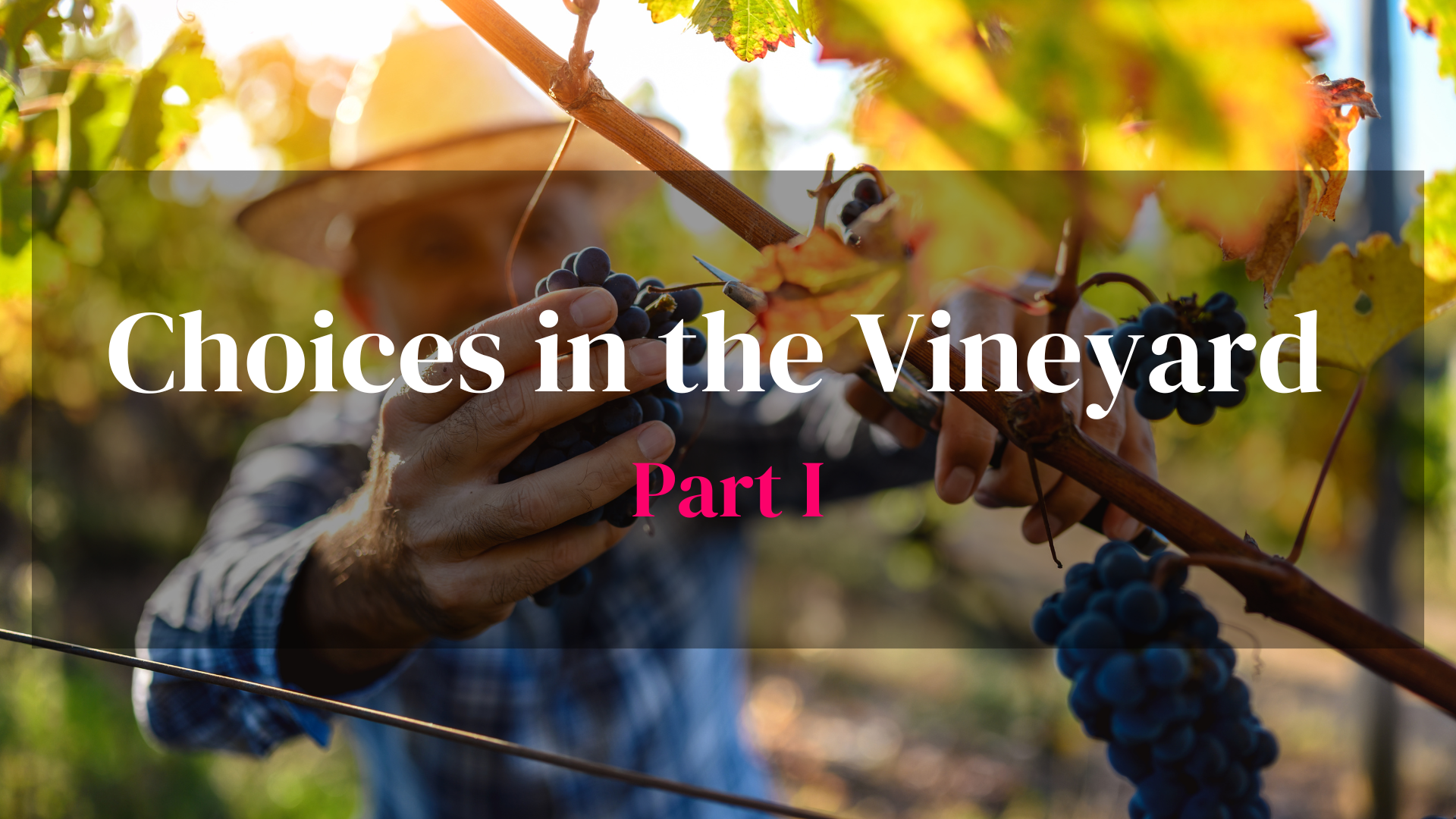 Choices in the Vineyard - Part I