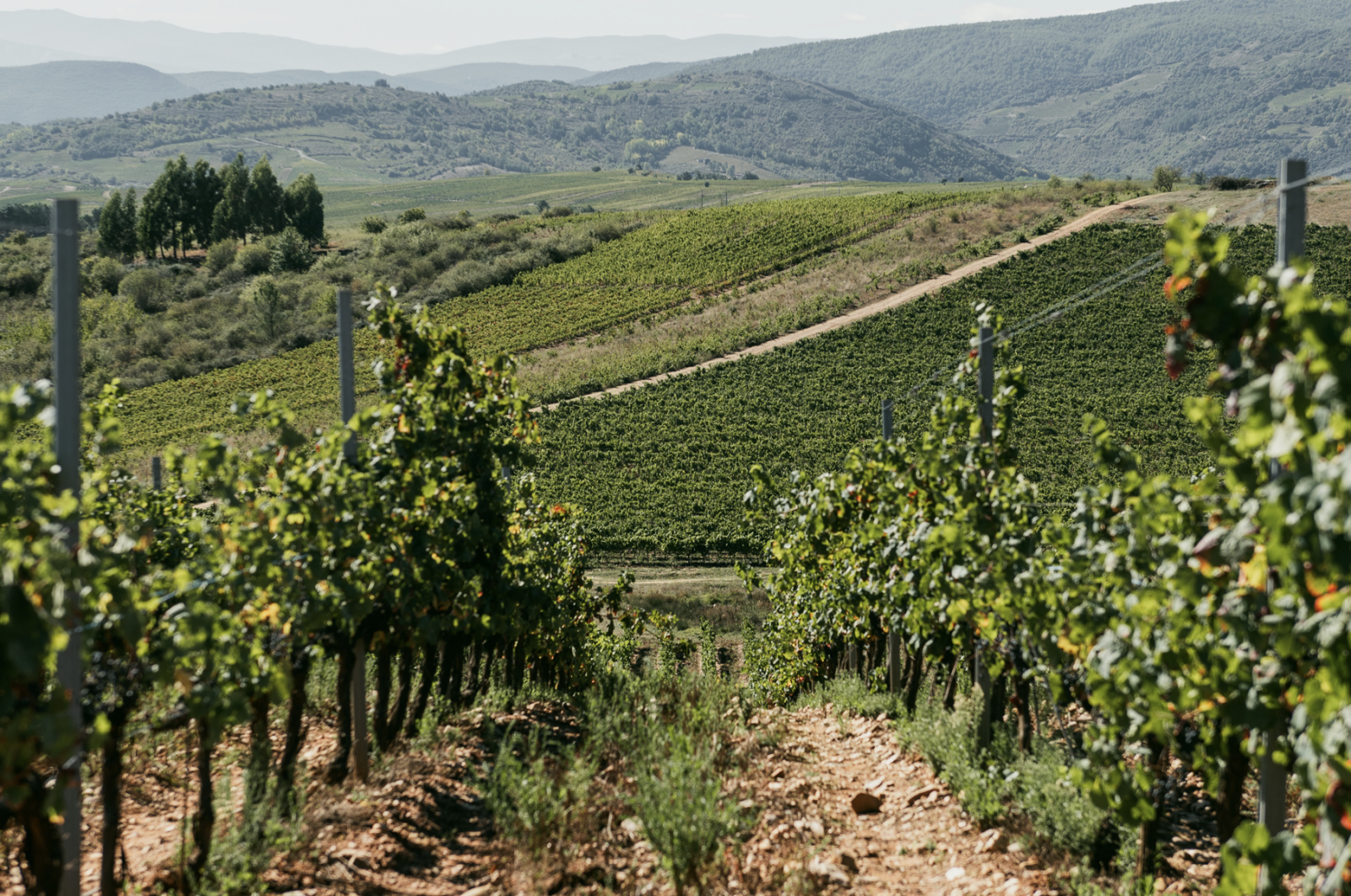 Beyond Tempranillo: The Hidden Grapes of Castilla y León