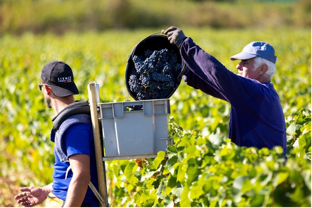 Panoramic view of Côte de Nuits vineyards surrounding Domaine Drouhin-Laroze, showing rolling slopes and classic Bourgogne terroir.