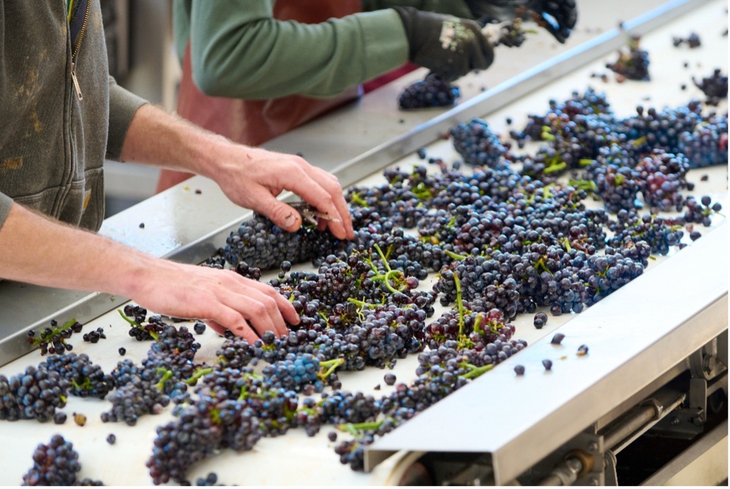 Harvest sorting table in a Bourgogne cellar at Domaine Drouhin-Laroze, where grapes are selected before fermentation.