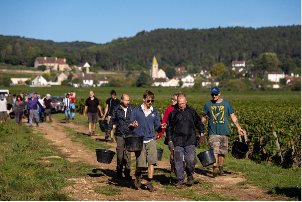 Grape harvest in Bourgogne with vineyard pickers working on steep Côte de Nuits slopes during vintage season.