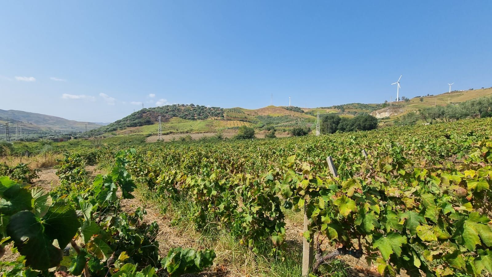 Cirò vineyard in Calabria with hillside vines overlooking the Ionian Sea, showcasing Mediterranean terroir and traditional Calabrian wine landscapes.