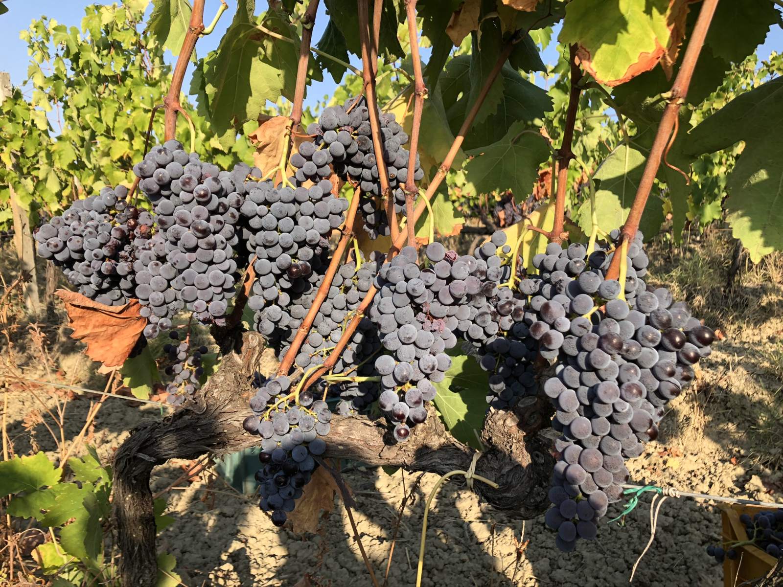 Close-up of Gaglioppo wine grapes on the vine, Calabria’s signature red grape variety used in Cirò wines.