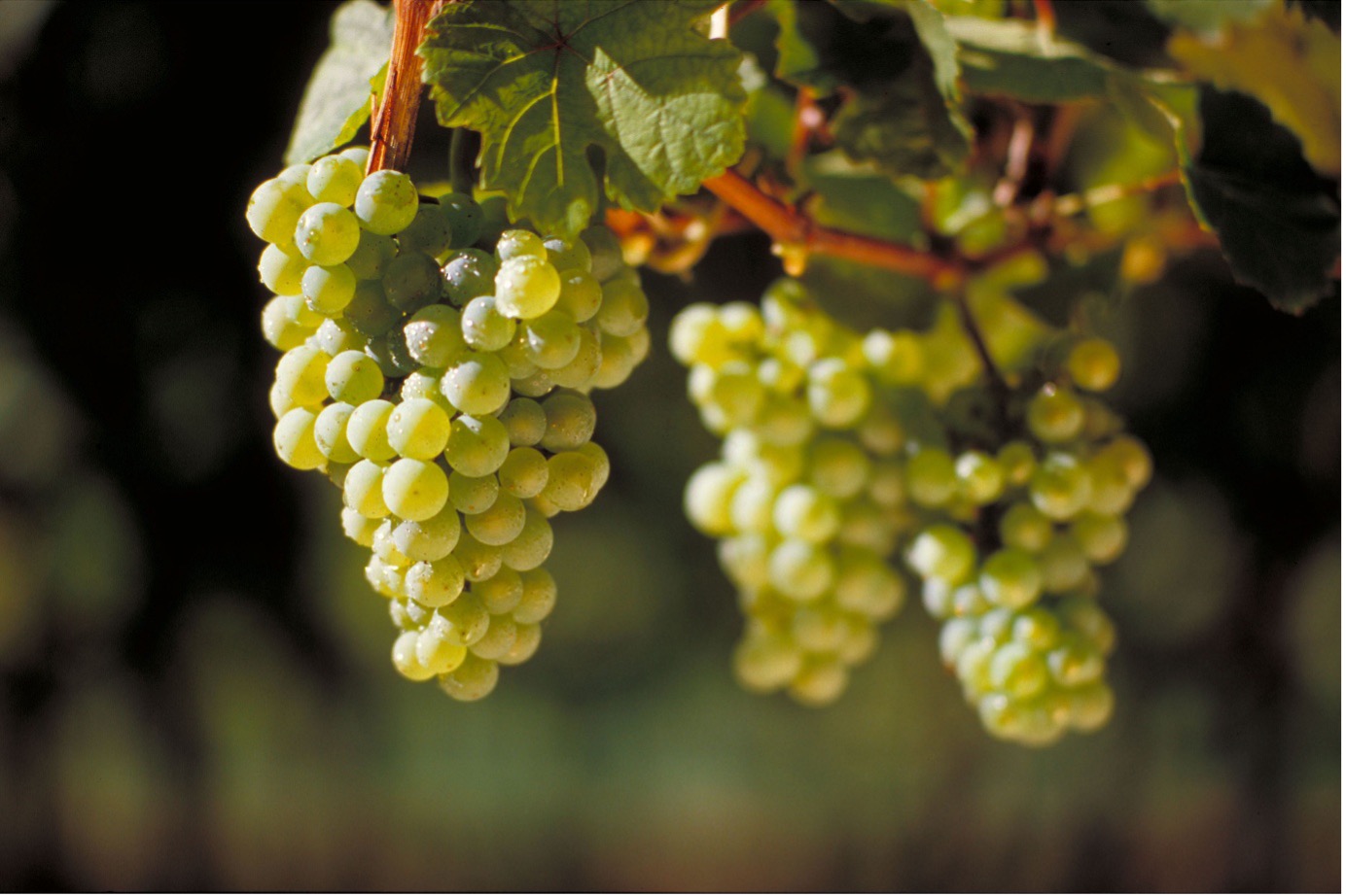 Close-up of ripe Riesling grapes in a Mosel vineyard, highlighting translucent skins and compact clusters