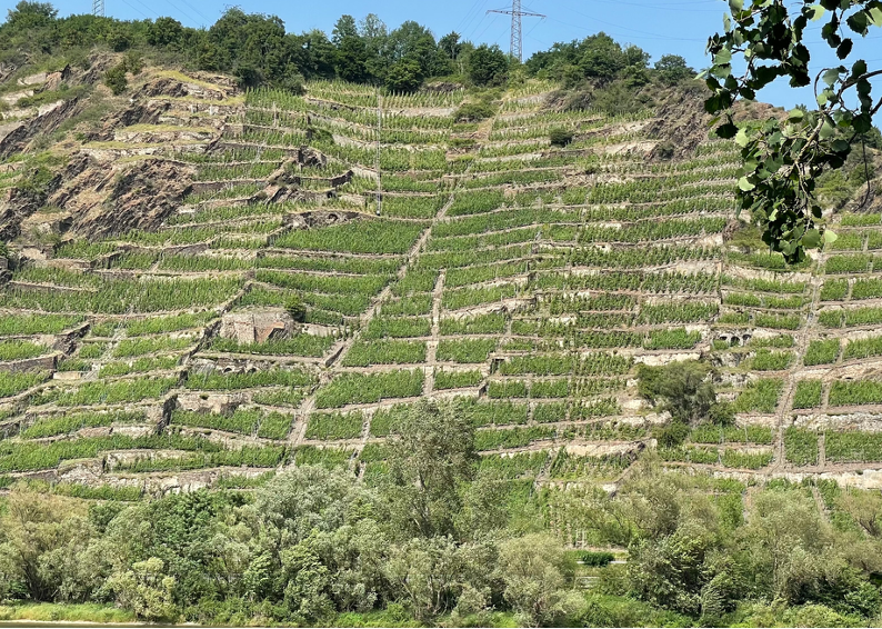 Terraced Mosel vineyard on a steep hillside above the Mosel River, showcasing slate soils and classic Riesling plantings.