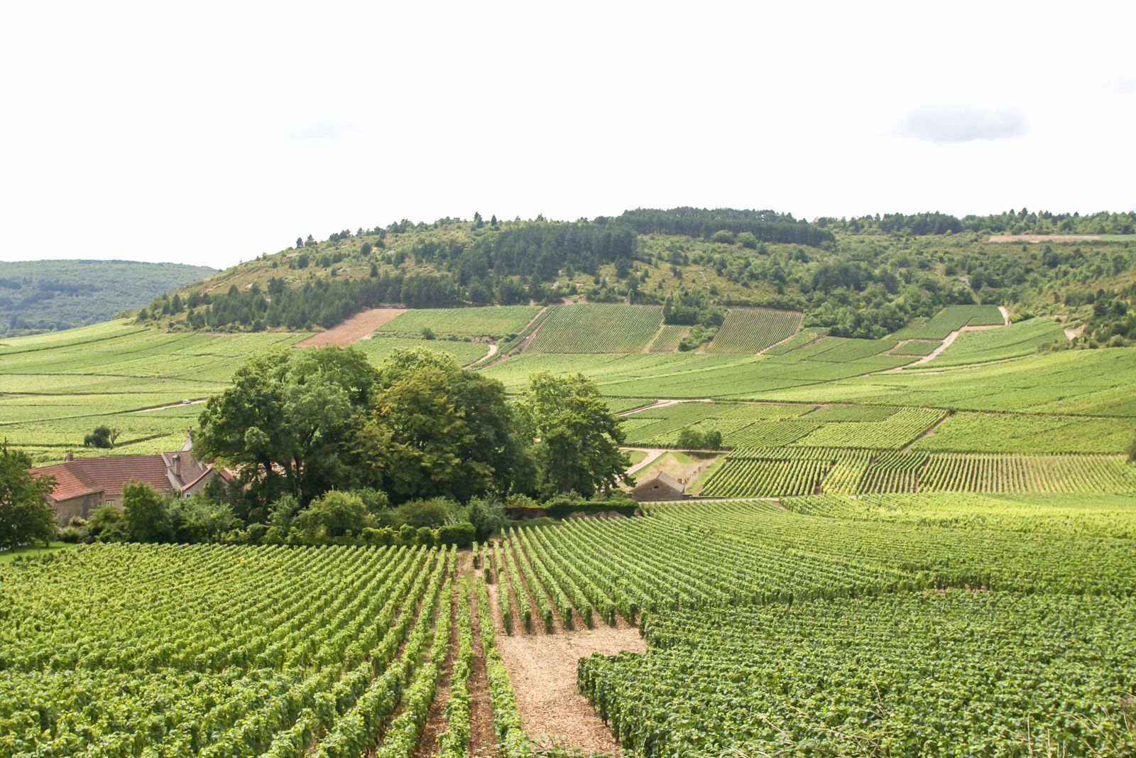 Bourgogne hillside vineyard planted with Aligoté, illustrating the terroir and vineyard conditions shaping this historic white wine grape.