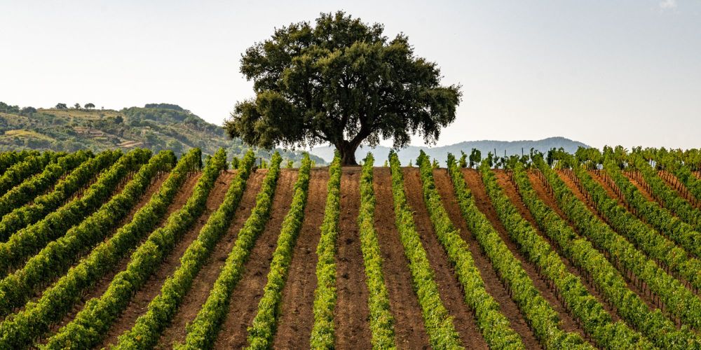 Consorzio di Tutela Vini Sicilia DOC 