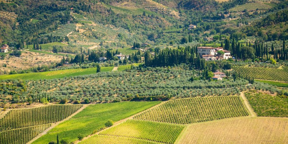 The 2024 Vintage in Italy