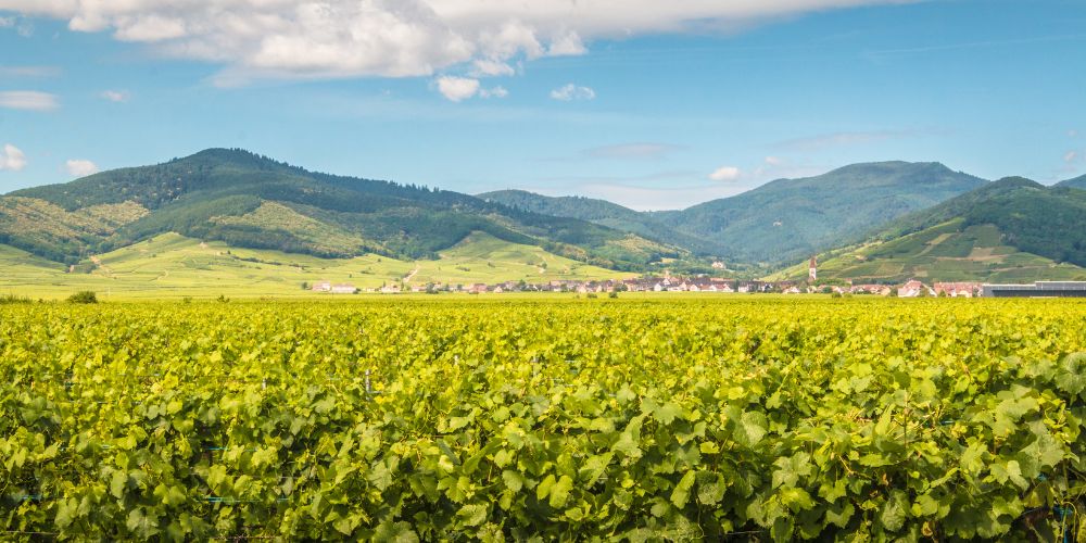 Wine Scholar Guild wine tour group walking through scenic vineyards, learning about terroir and regional viticulture