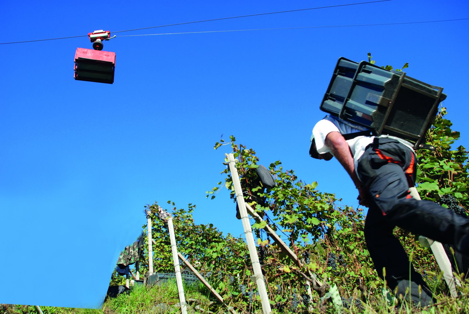 Harvest by cableway. ARPEPE