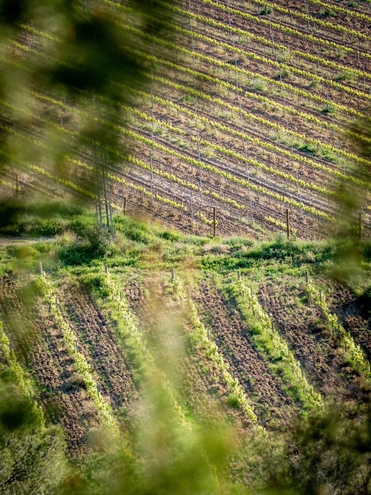 Vineyards in Penedès. Credit: La Fatxenda