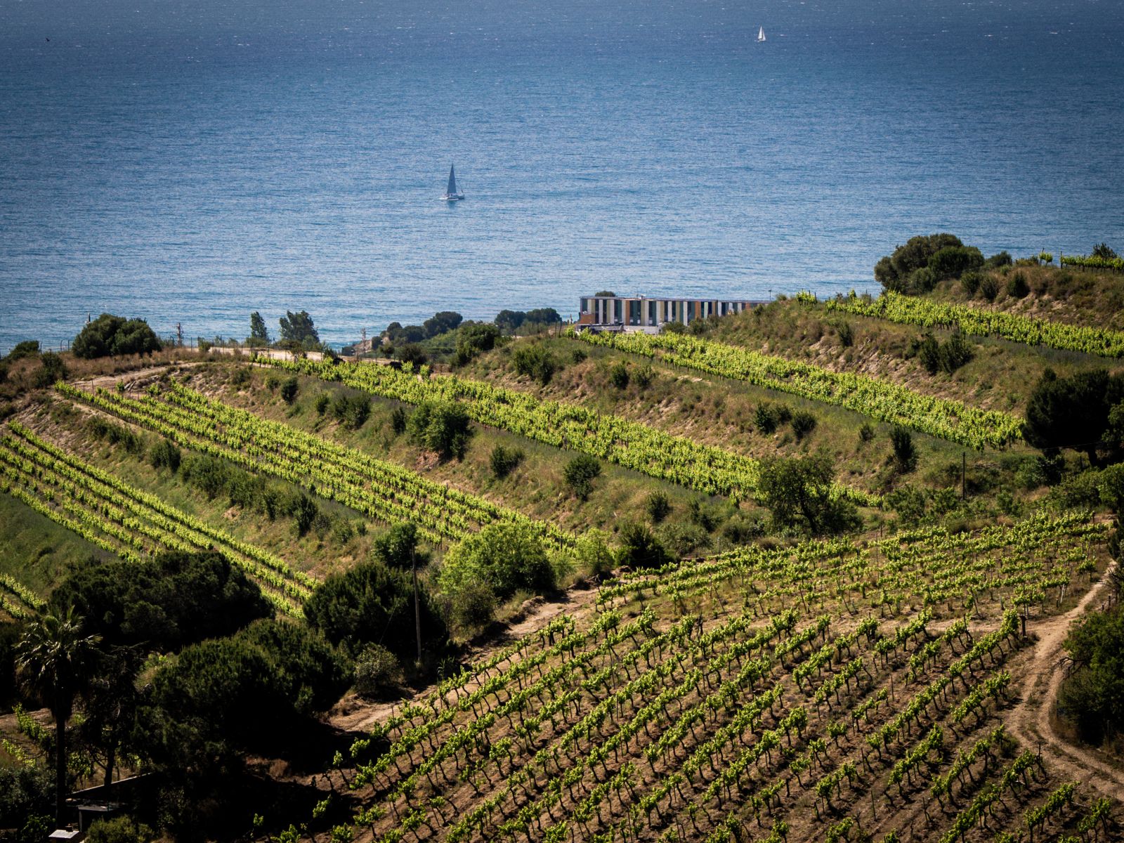 Vineyards in DO Alella. Credit: La Fatxenda