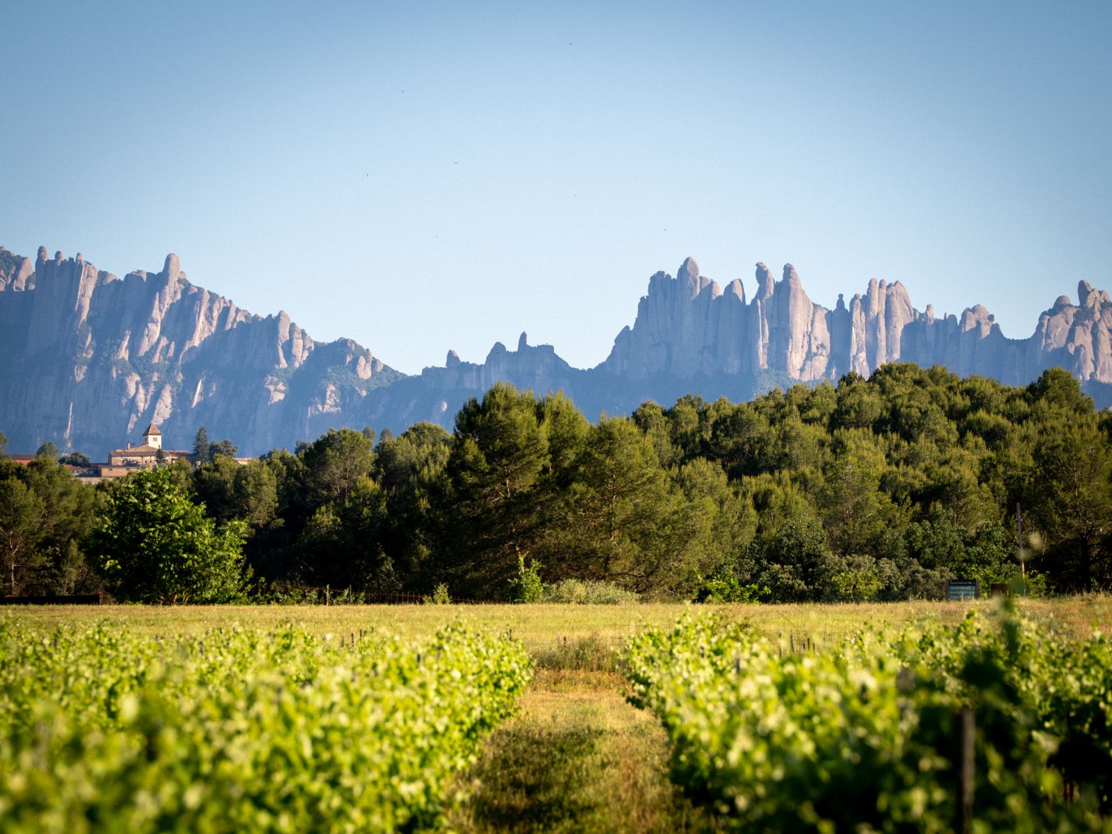 Vineyards in Pla de Bages. Credit: La Fatxenda