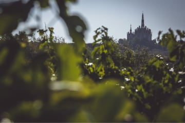 Vineyard in Tarragona. Credit: DO Tarragona