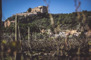 Vineyards in winter. Credit: DO Tarragona