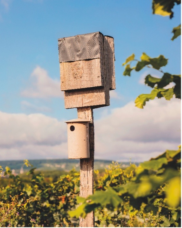 Bird boxes in the vineyards
