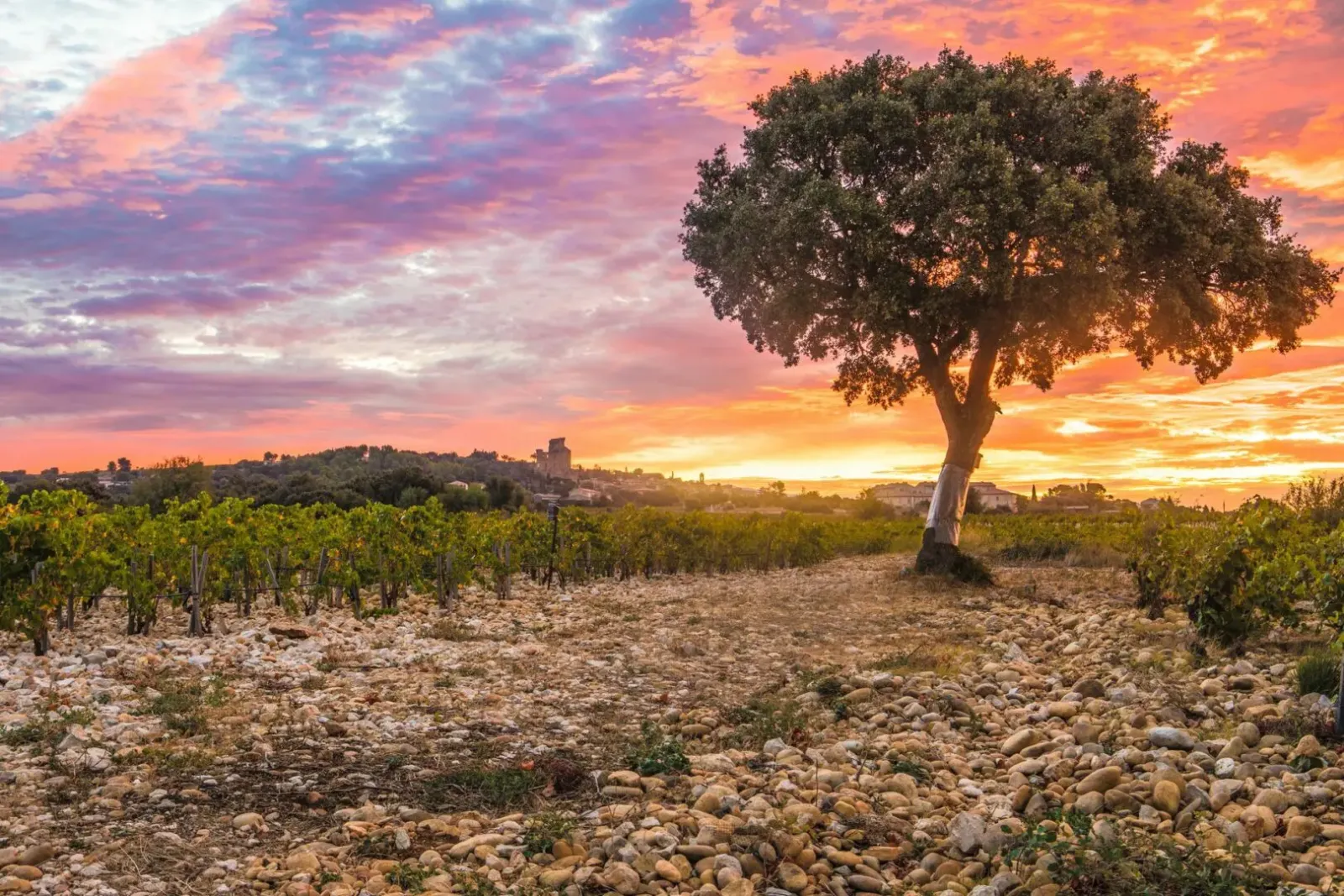 Châteauneuf-du-Pape vineyards.