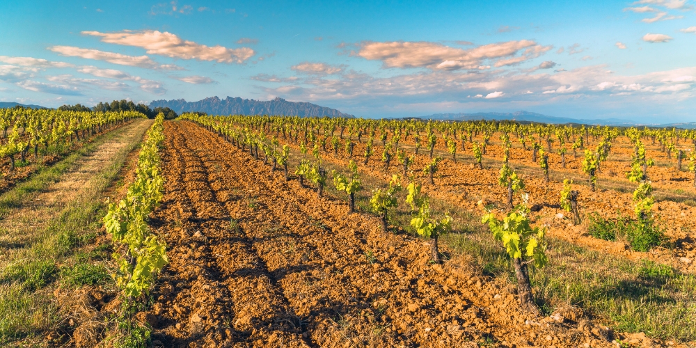 Vineyards in Penedes