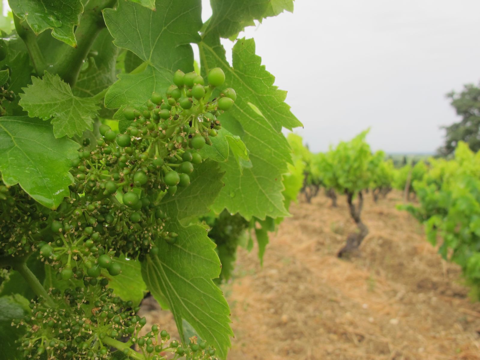 Baby Grenache grapes emerging in Cairanne. Credit: Matt Walls