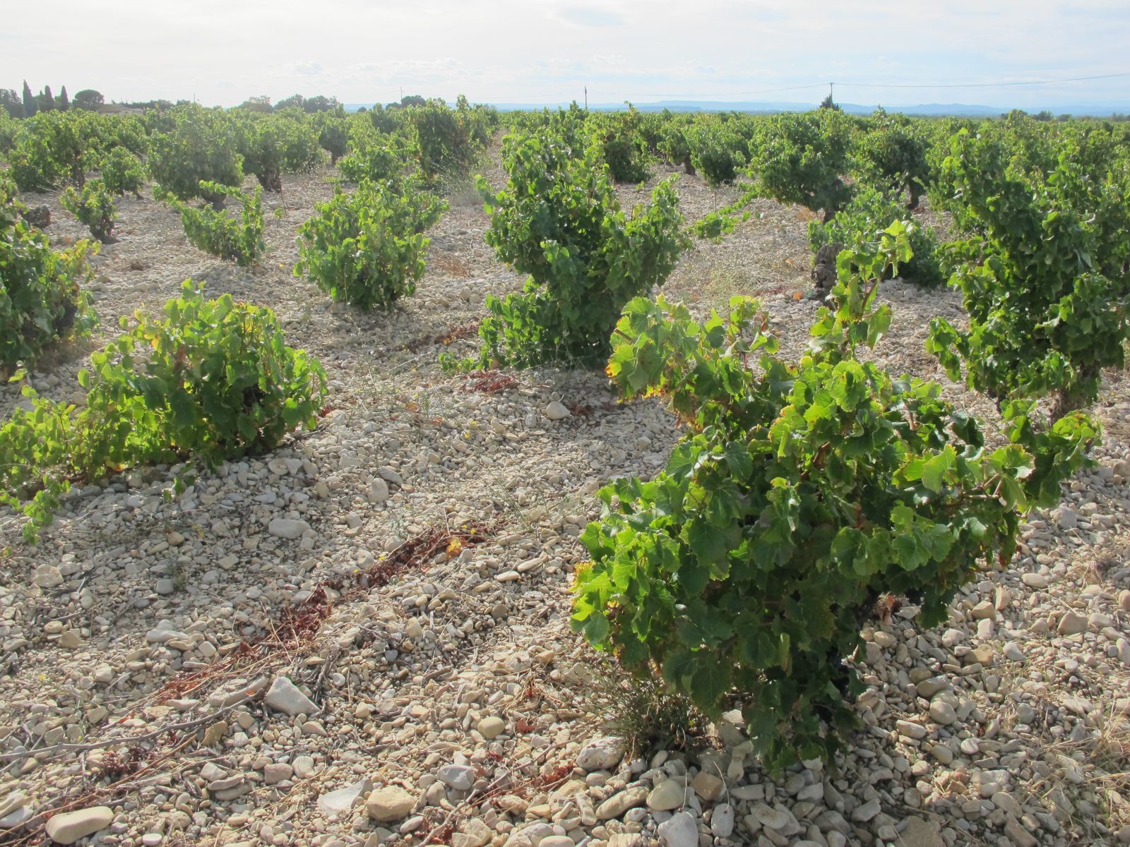 Bush vines in Vacqueyras.