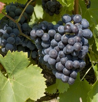 Southern Rhône Grenache. Credit: Inter Rhône