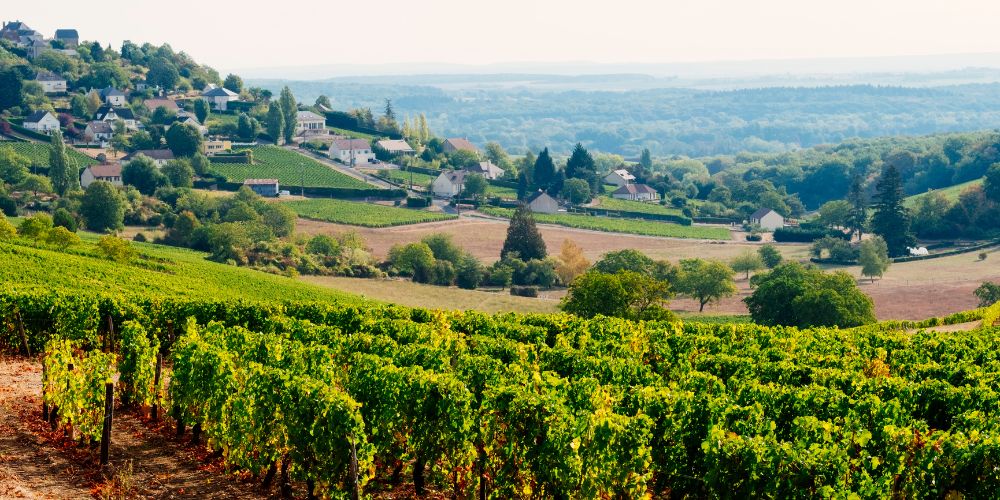 Vineyards in Sancerre