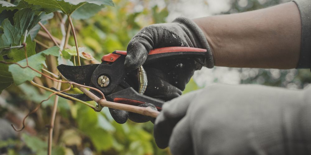 pruning in vineyard