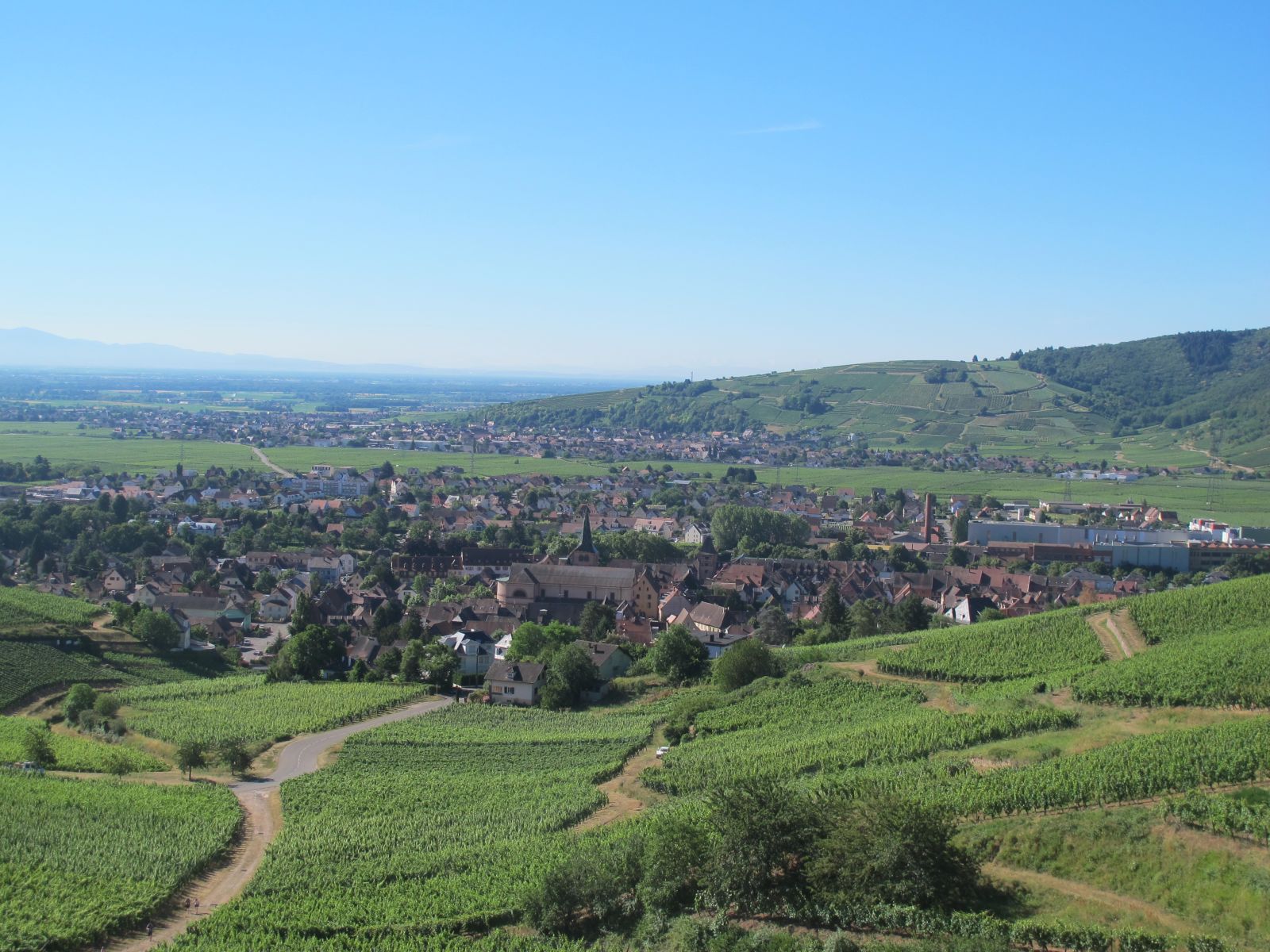  5 Iconic Alsace Rieslings Every Wine Lover Should Know