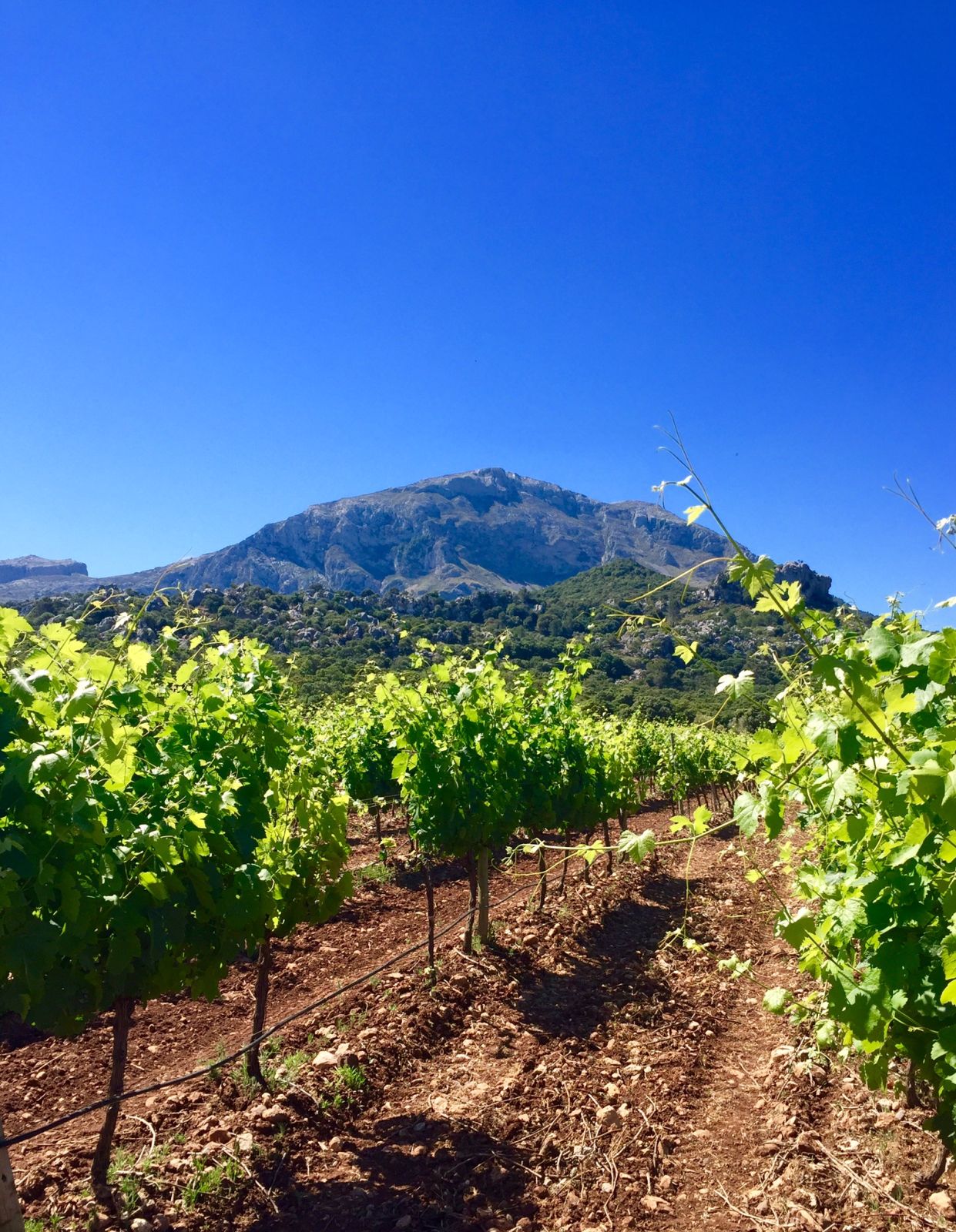 Vines in Mallorca