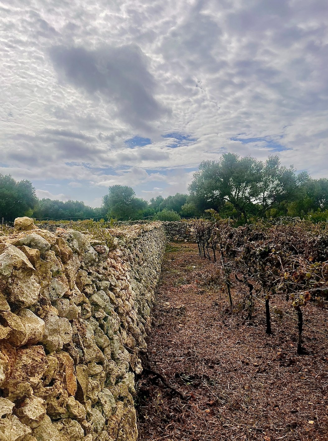 Vines In Menorca