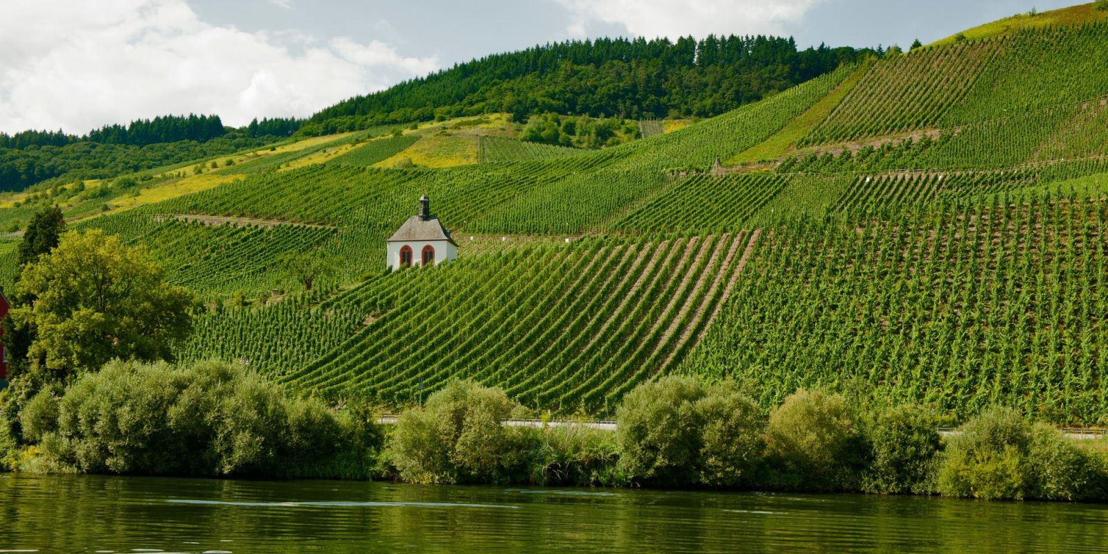 Vineyard in Germany