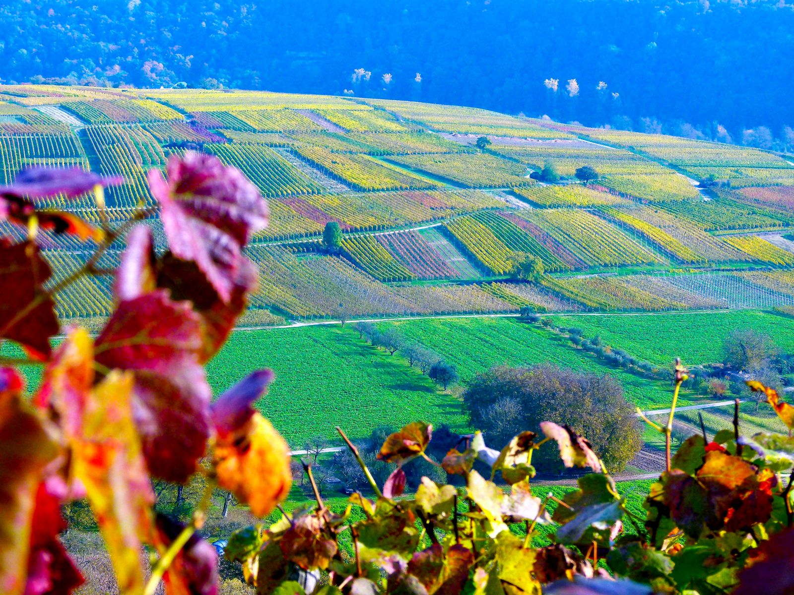 Vineyard in Germany during Autumn 