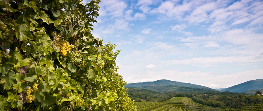 Vitovska native Italian white grape Native Italian grape varieties saved from near-extinction!