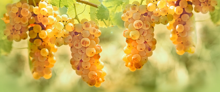Italian white grape How to pair the best Italian white wines