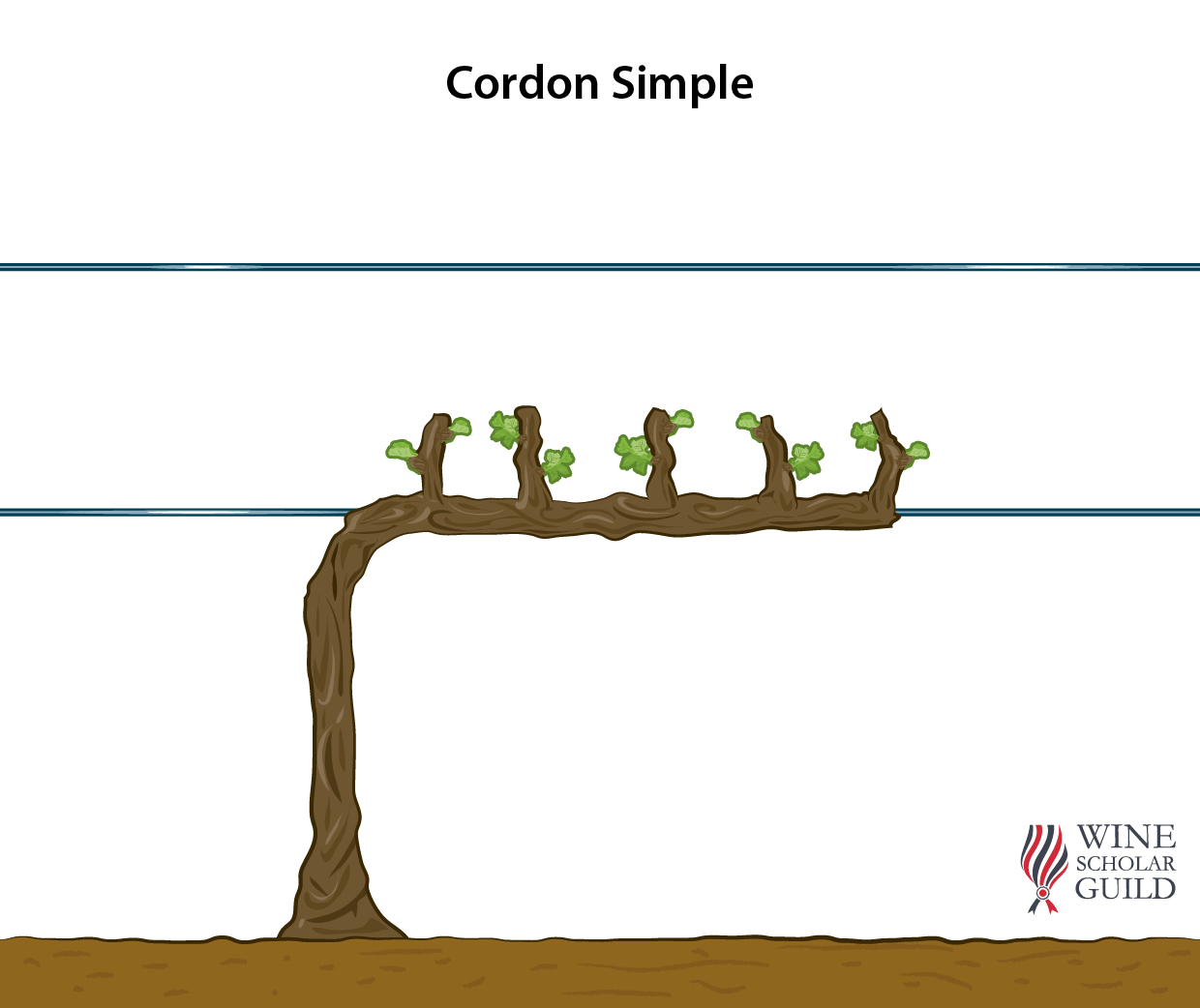 SINGLE CORDON ©Wine Scholar Guild