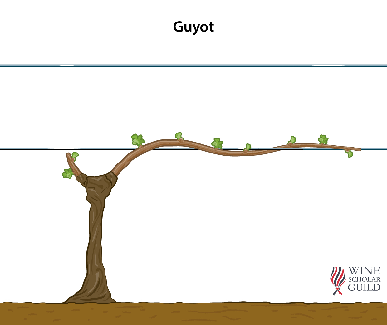 SINGLE GUYOT ©Wine Scholar Guild